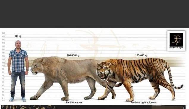 史上最大的狮子是什么狮有多大