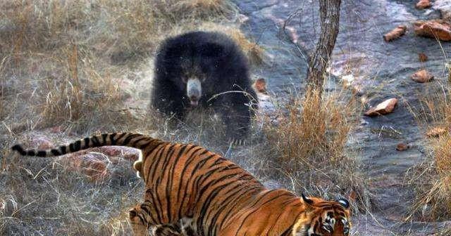 为什么?|亚洲黑熊|波斯豹|熊科|熊亚科|花豹