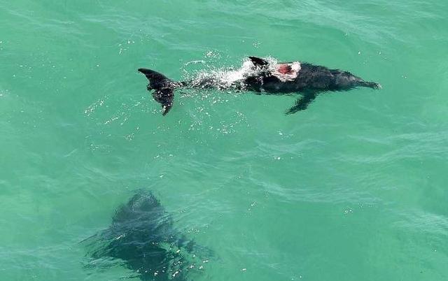 鲸鱼在自然界中有天敌吗为什么