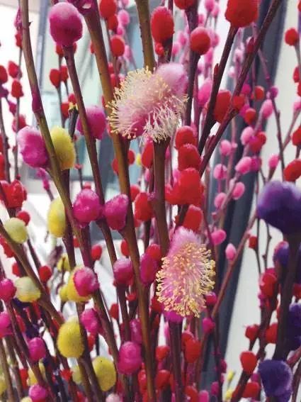 什么你买的银柳从没看到过开花看这里教你不仅养开花还能长成银柳树