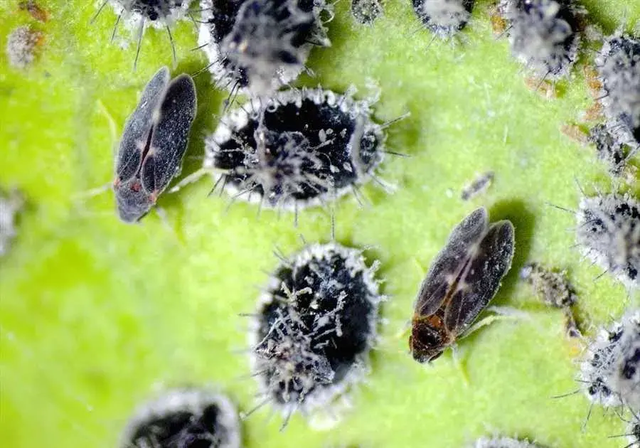 柑橘同翅目害虫大赏,个个都是狠角色,你都认识吗?