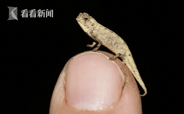 科学家发现地球最小爬行动物 究竟有多小？