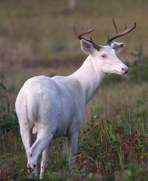 白鹿原|白嘉轩|鹿子霖|白孝文|鹿兆鹏|田小娥