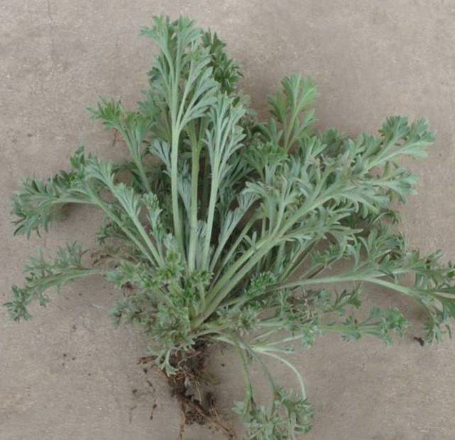 茵陈的根茎直立,少数会有倾斜或横卧生长,其分枝数量非常多且纤细,它