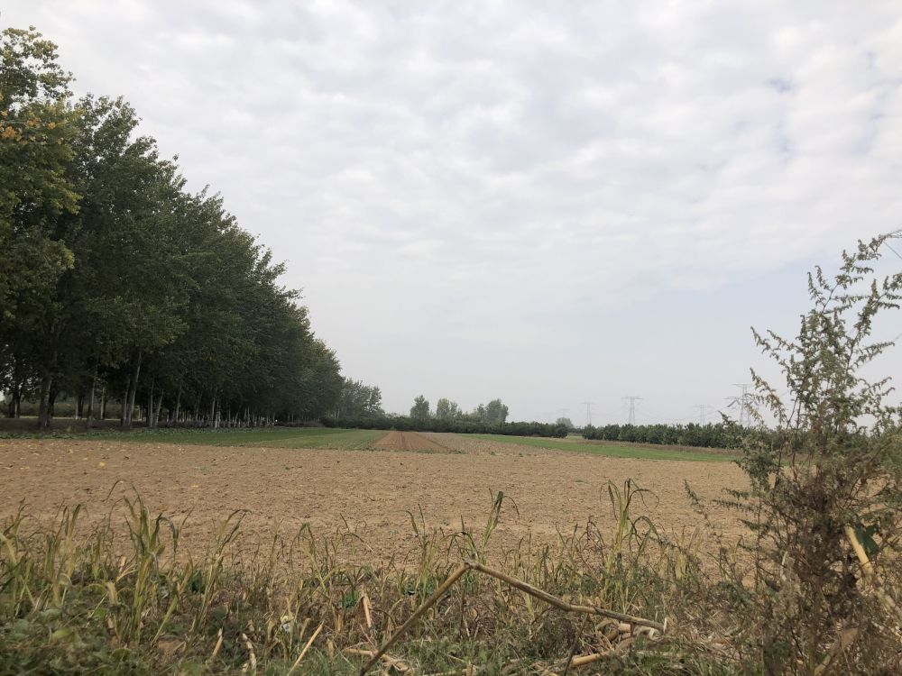 辛丑牛|2021年是寡年，老话说：“寡年不见春，人民留一半”，啥意思