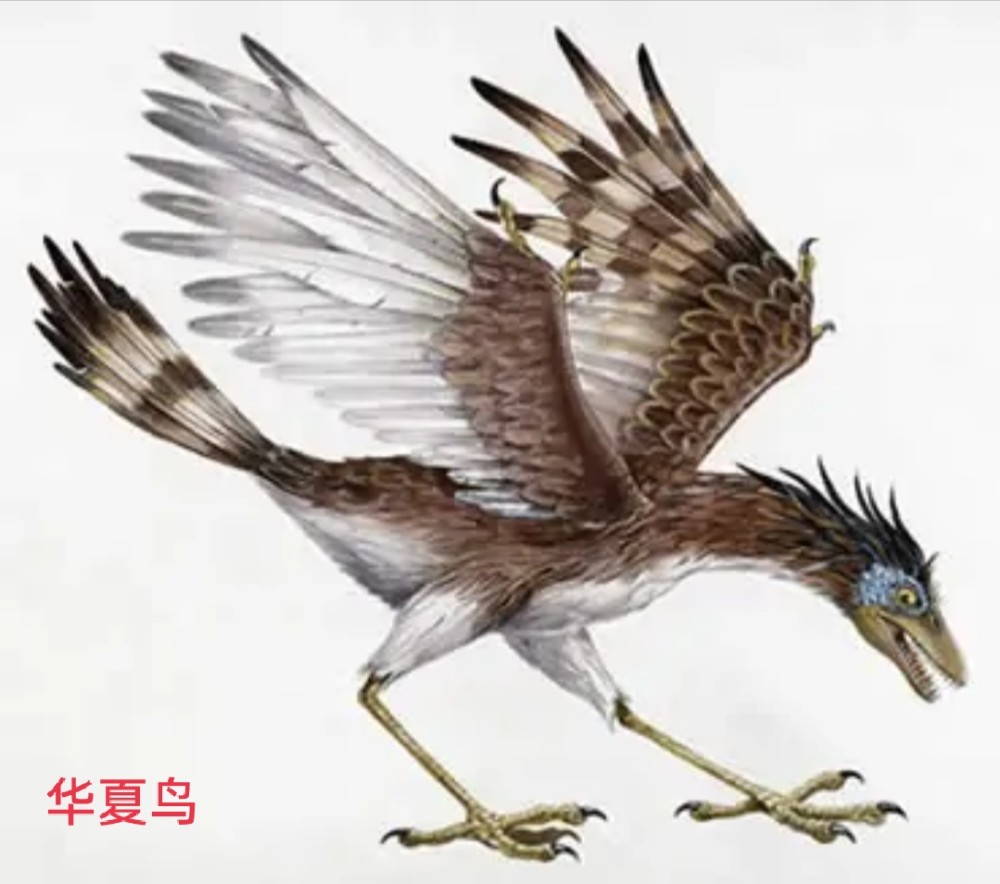 细数中国历朝国鸟