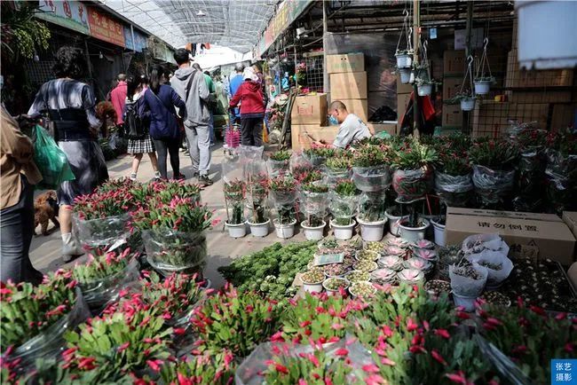 春节到 逛广州最大的岭南花卉市场 买盆年花就过年 腾讯新闻