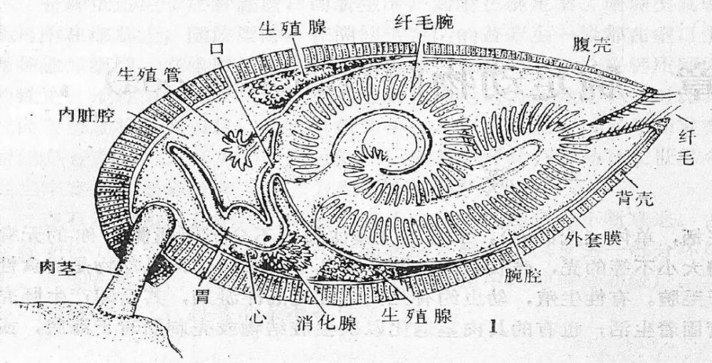 活化石|5亿年前的活化石，其实一直在积极进化