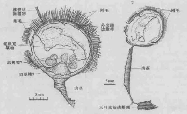 活化石|5亿年前的活化石，其实一直在积极进化