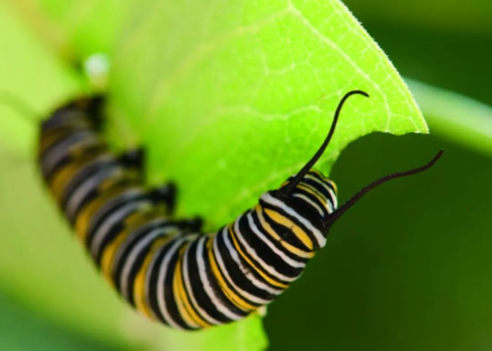 植物|植物有听觉吗？有些植物能对声音做出反应