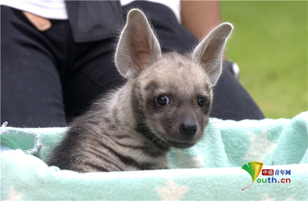 印尼巴厘岛条纹鬣狗宝宝满月