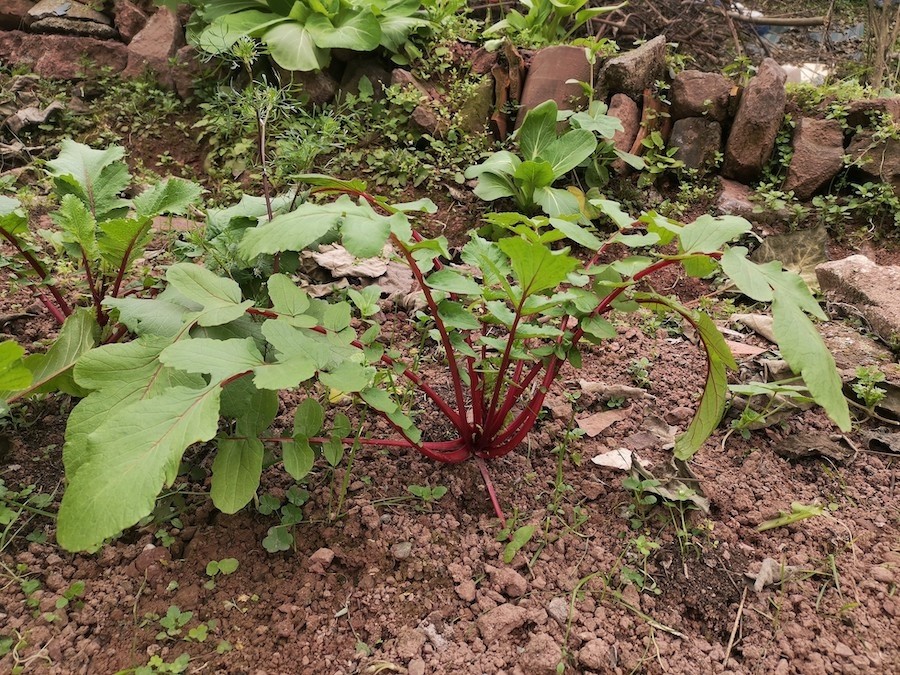 蘿蔔的基生葉,大頭羽狀分裂