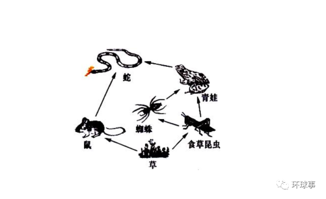 澳大利亚出现母牛吞咽蟒蛇的现象,是地球食物链出现了异常?