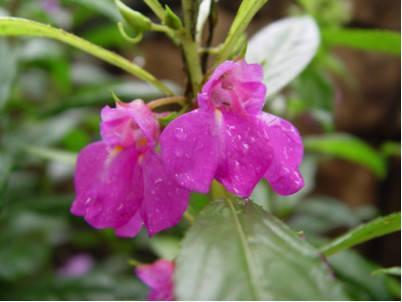 古人的标准使用方法是:采鲜花,混入白矾捣烂,用蒜擦净指甲,敷花泥一晚