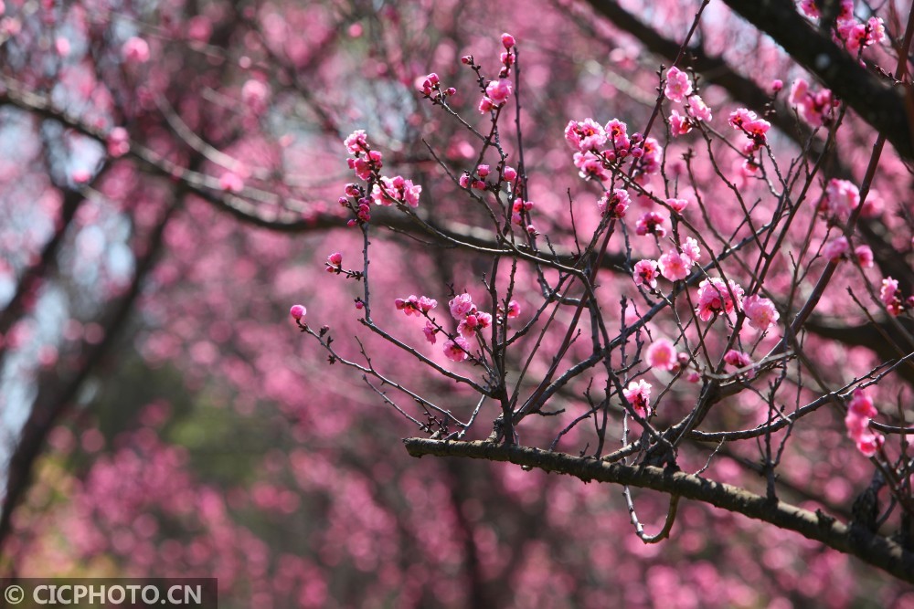 以上图片:2021年2月5日在云南省曲靖市沾益区玉林广场上拍摄的梅花.