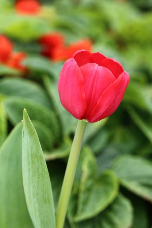 飞虫|你们家的花草旁有小飞虫吗？不用喷药，可以使用这些小妙招哦