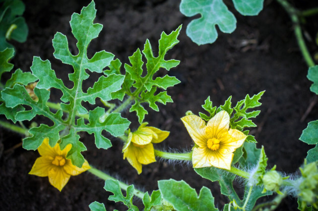 农民种植西瓜,怎样断根嫁接培育幼苗?早春管理有哪些要点?