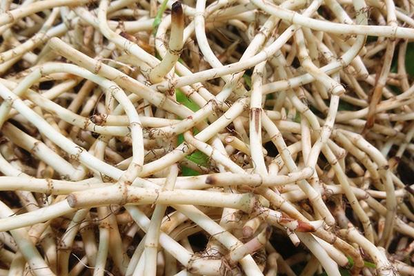 尼古丁|尼古丁的“克星”，戒烟者的“福星”，老烟枪赶紧了解下