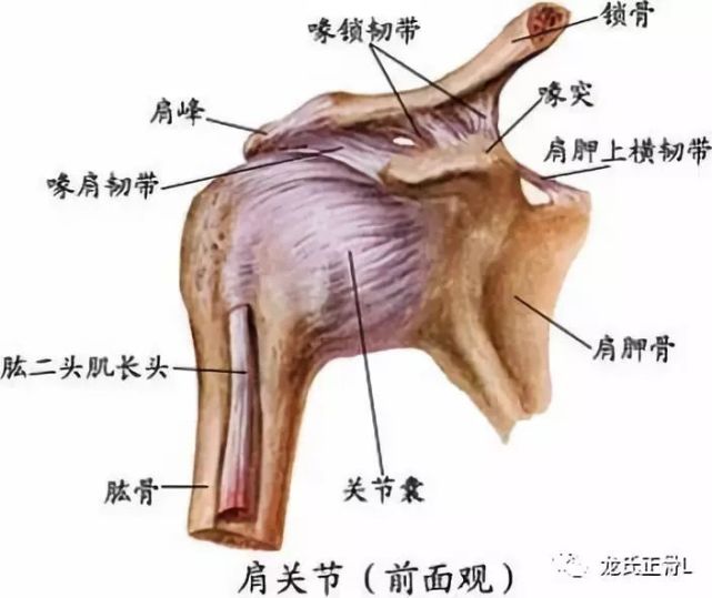 肩鎖關節脫位的診斷與治療手法—羅氏正骨