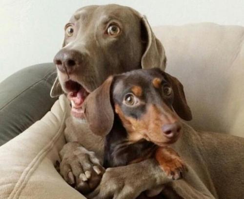 "我就对你吐舌头了,你能咋地,过来打我呀",10张狗届爆笑图让你笑不停