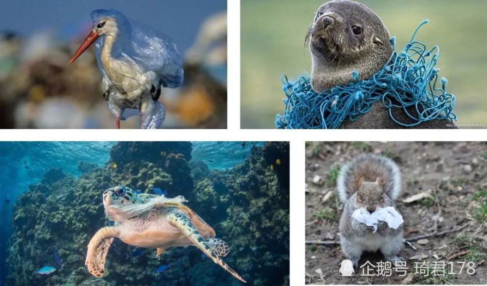海龟|塑料垃圾对动物造成了多大影响？