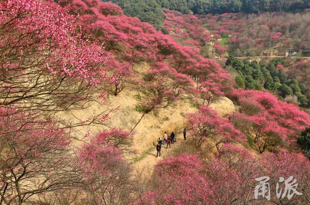 奉化網紅村的梅花開了