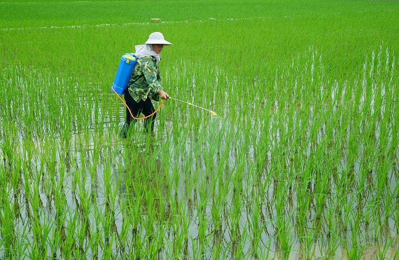 水稻|预警：2021年水稻“三虫两病”发生严重！怎么防治？提前看清