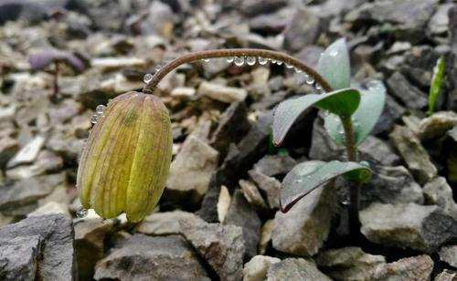 生物正在进化为了不被人类吃梭砂贝母从绿色变成了褐色