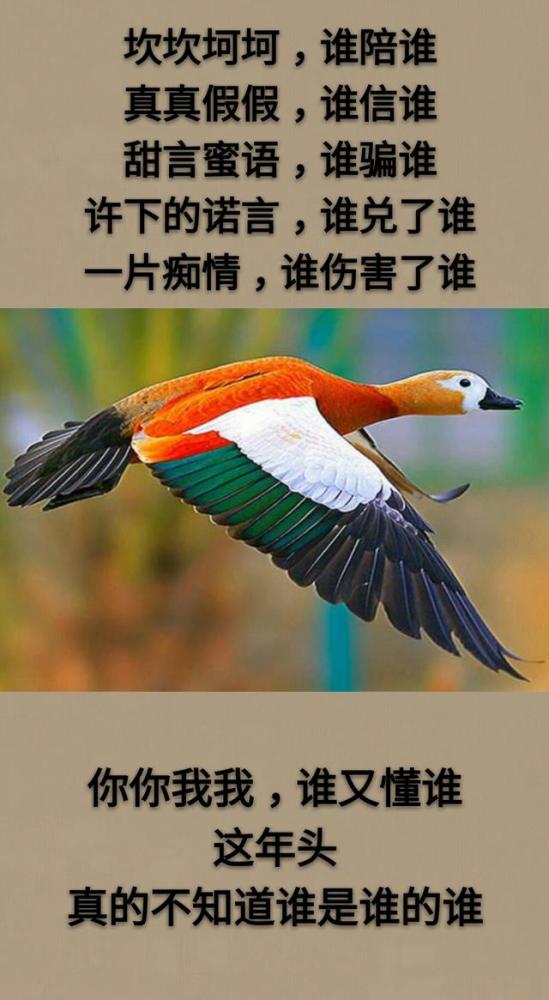 真真假假谁信谁你你我我谁懂谁