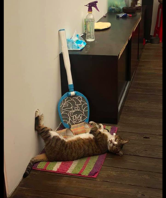 猫咪吃完饭后就躺着,还把腿给翘在了墙上,这是想要瘦腿呢吗?