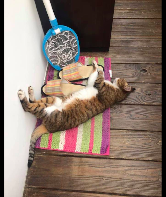 猫咪吃完饭后就躺着,还把腿给翘在了墙上,这是想要瘦腿呢吗?