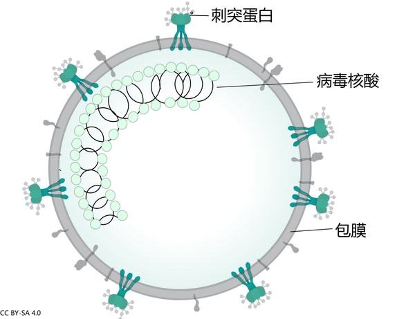 抗体|接种新冠疫苗后，体内抗体会被当作感染病毒产生的吗？