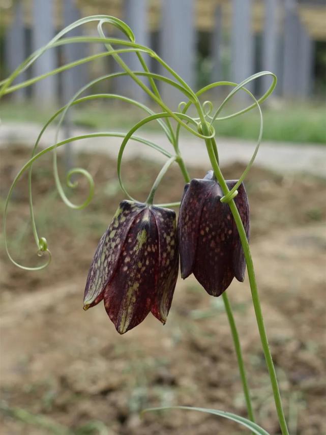 林草科普|中国药用植物-贝母