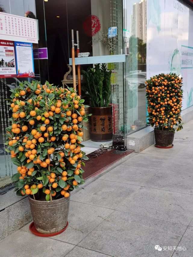 留深过年话年桔