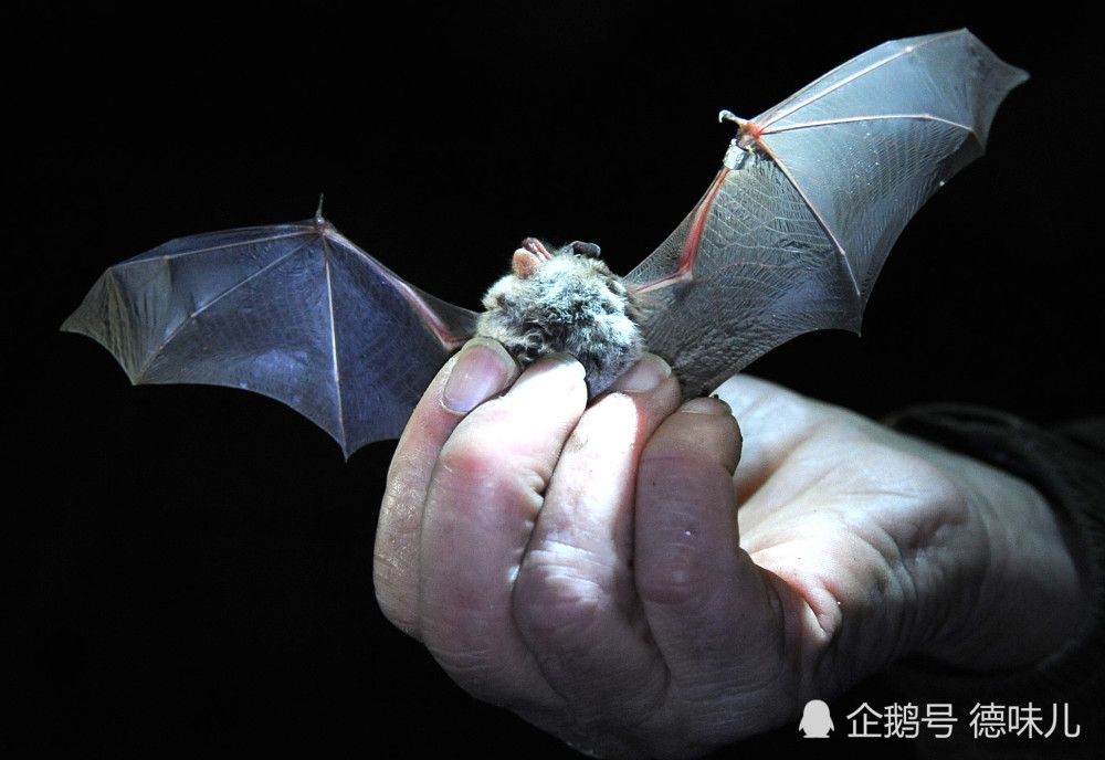 蝙蝠|剑桥大学认为，新冠的罪魁祸首是全球气候变化