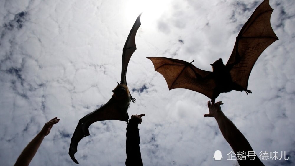 蝙蝠|剑桥大学认为，新冠的罪魁祸首是全球气候变化
