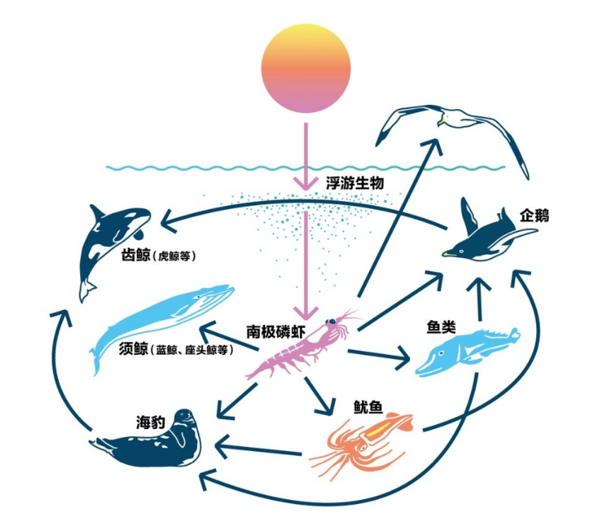 南极|6亿吨南极磷虾，每年捞50多万吨，还可增加，中国是最大黑马？