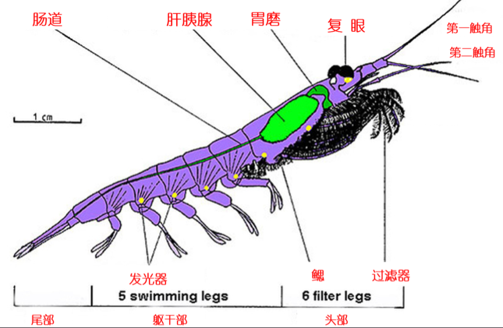 南极|6亿吨南极磷虾，每年捞50多万吨，还可增加，中国是最大黑马？