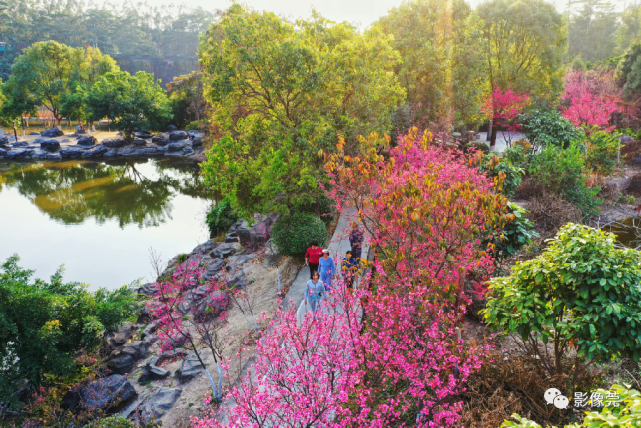 一起赴一场粉红花间之约吧|大岭山森林公园|樱花|戴国辉