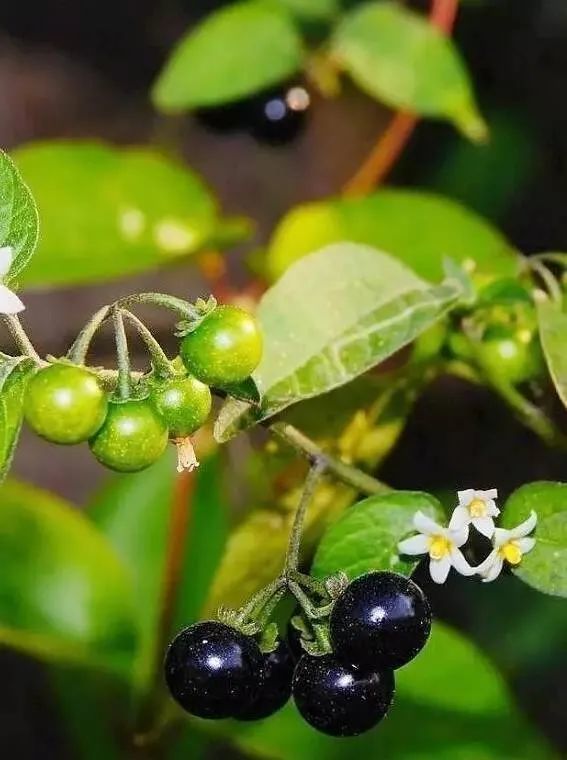 法官文苑|野葡萄