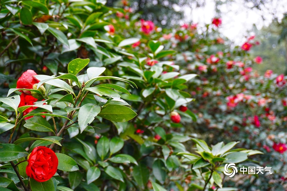 重庆山茶花娇艳绽放春满园