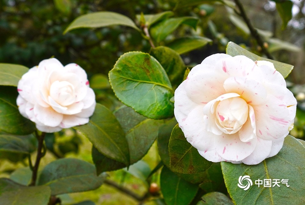 重庆山茶花娇艳绽放春满园