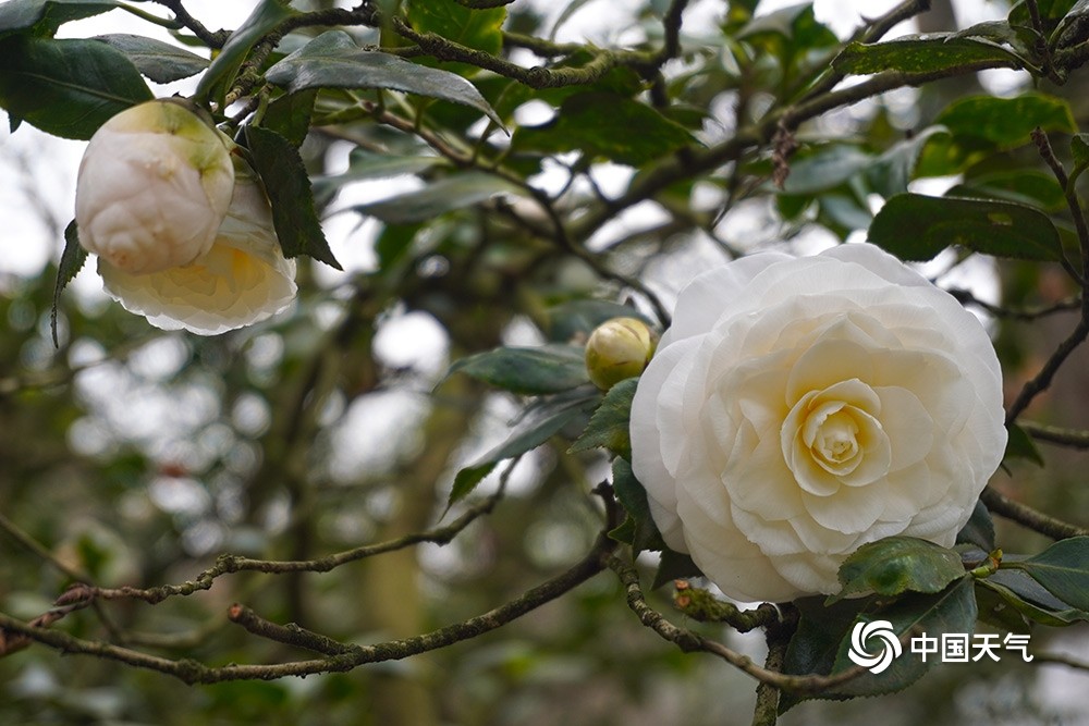 重庆山茶花娇艳绽放春满园