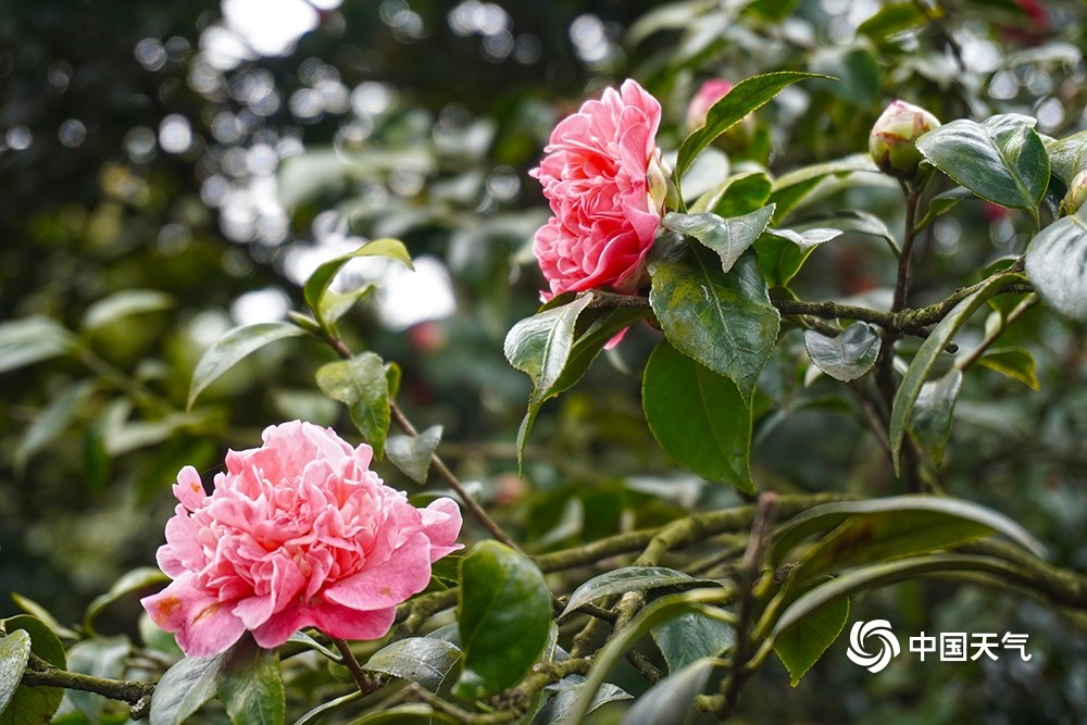重庆山茶花娇艳绽放春满园