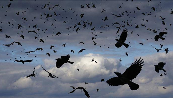 西宁海湖新区上空乌鸦成群!