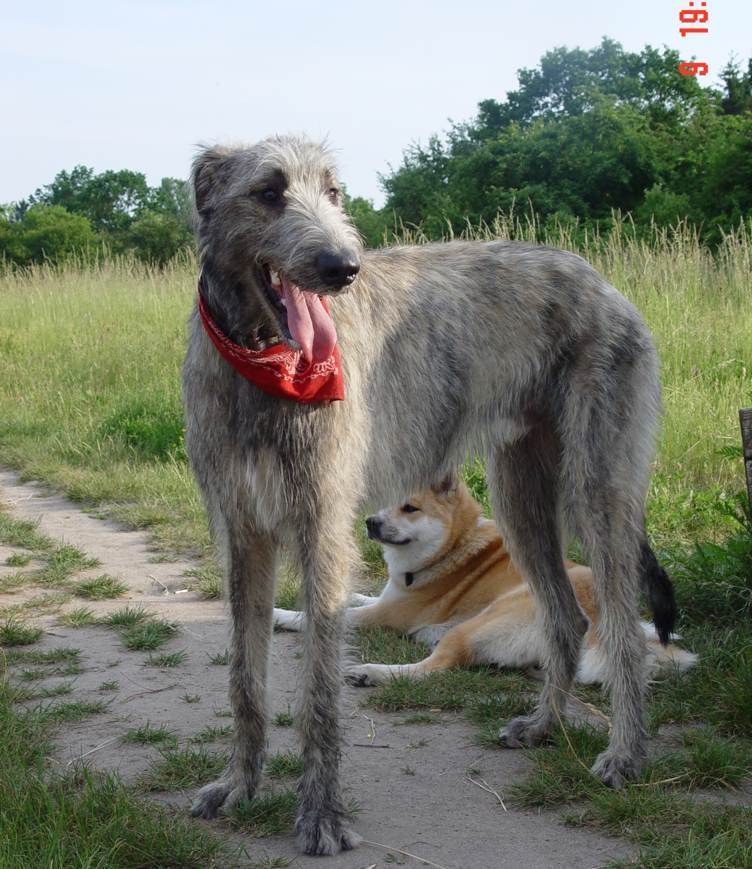 肩高1米的愛爾蘭獵狼犬,它們狩獵對象是野狼,鹿,野豬等等.