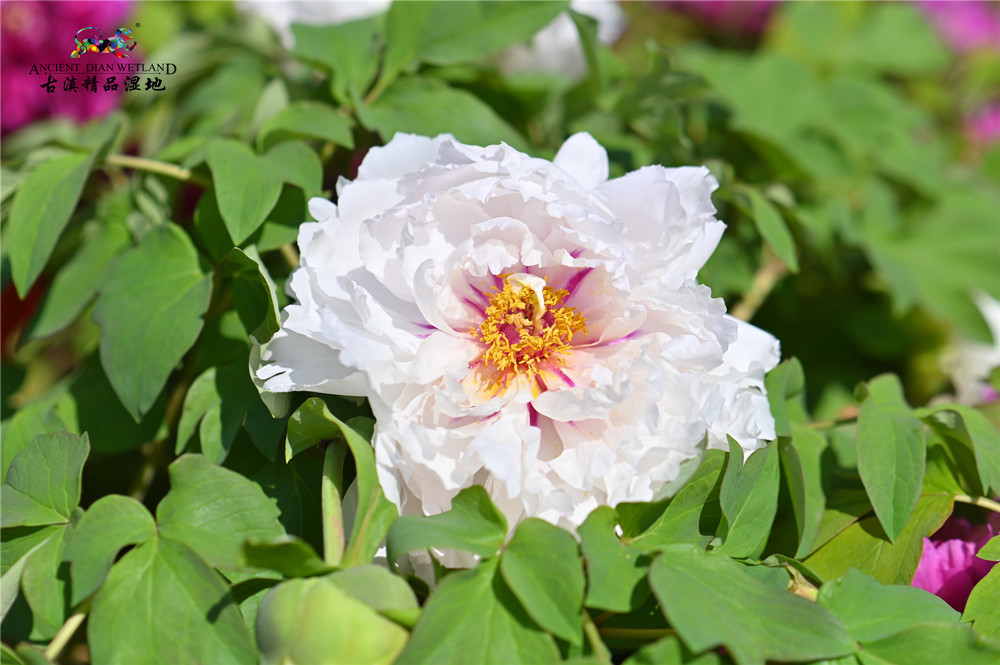 留昆过年到古滇湿地赏十万洛阳牡丹