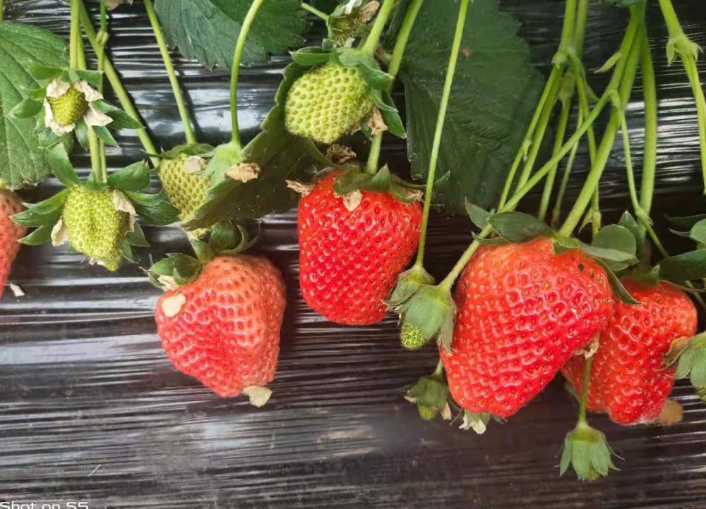 草莓|草莓立体栽培，看起来高大上，种植户如何才能获得较好的收益呢？