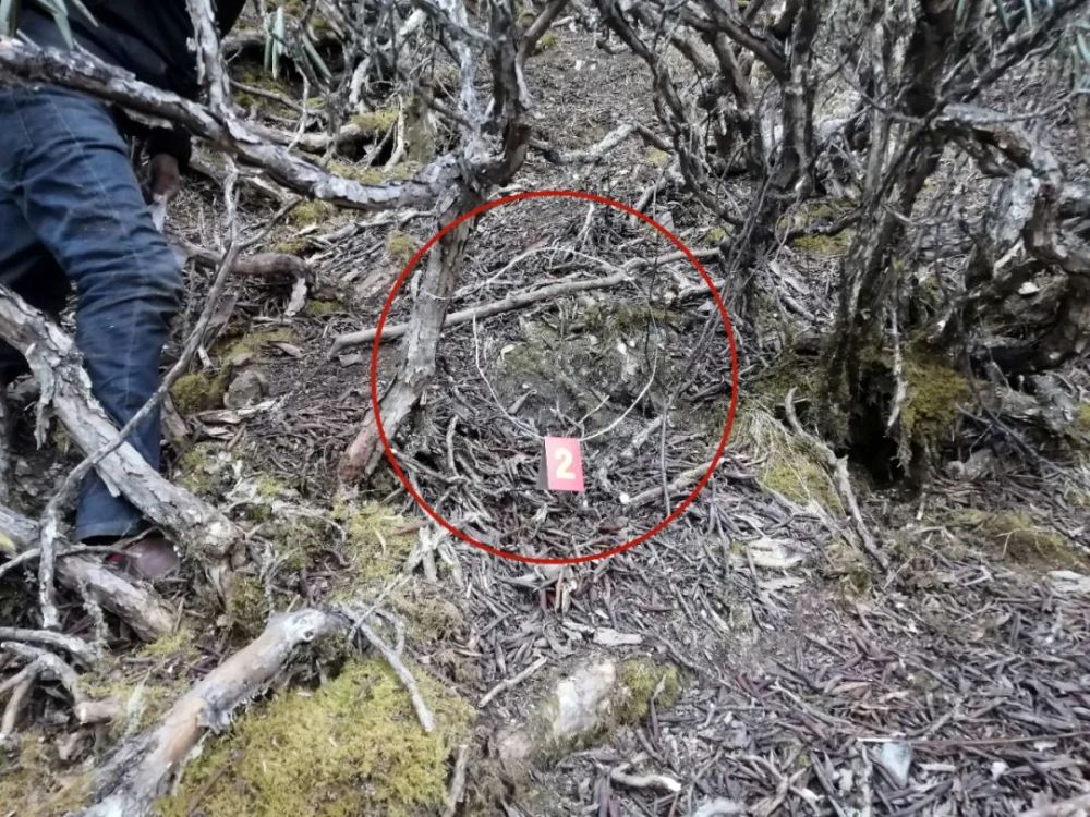 的钢丝套图/犯罪嫌疑人猎杀马麝现场延伸普及经查证:马麝(俗称獐子)