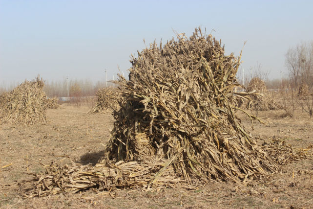 农民捡漏一捆"柴火",奖励1800元,如今"柴火"成国宝禁止出境